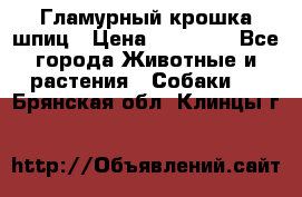 Гламурный крошка шпиц › Цена ­ 30 000 - Все города Животные и растения » Собаки   . Брянская обл.,Клинцы г.